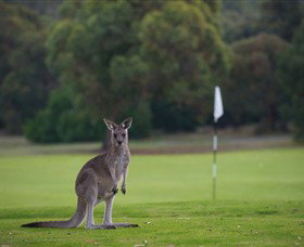 Anglesea Golf Club - Broome Tourism 0