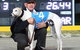 Bulli Greyhound Racing Club - thumb 2
