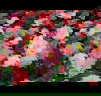 Camellia's Australia National Camellia Show - Broome Tourism