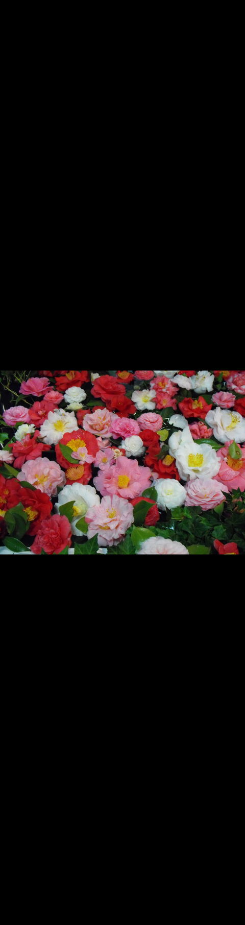 Camellia's Australia National Camellia Show - Broome Tourism 0