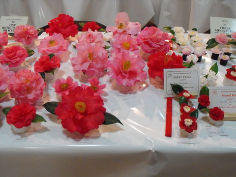 Camellia's Australia National Camellia Show - Broome Tourism 1