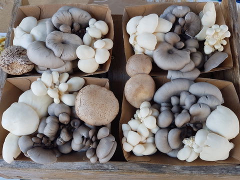 Lawrence Farmers And Community Markets - Broome Tourism 2