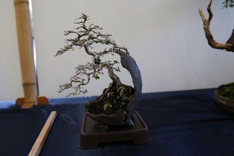 Wauchope Bonsai Workshop Group - Broome Tourism 1
