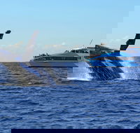 Whale Watching Cruises - Broome Tourism