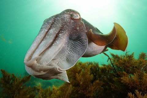 Whyalla Maritime Museum - Cuttlefish Capers - Broome Tourism 0