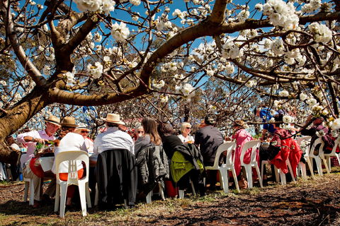 Young Cherry Blossom Long Lazy Lunch - Broome Tourism 0