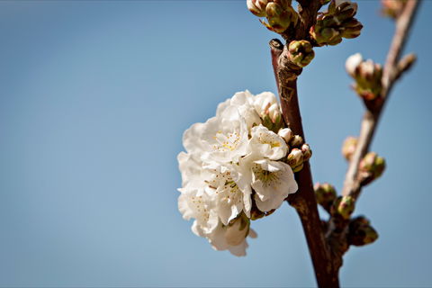 Young Cherry Blossom Long Lazy Lunch - Broome Tourism 1