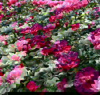 2020 Woolmers Estate Festival of Roses - Broome Tourism
