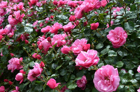 2020 Woolmers Estate Festival Of Roses - Broome Tourism 0
