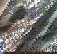 Annual Koala Count - Broome Tourism