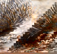 Aussie Wildlife Course - July/August/September - Broome Tourism