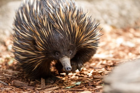 Aussie Wildlife Course - July/August/September - Broome Tourism 0