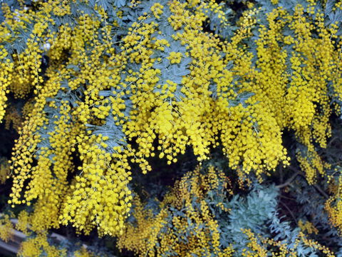 Australian Wattle Day @ The Old Bus Depot Markets - Broome Tourism 0