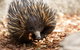 Aussie Wildlife Course - October Condensed Weekend Course - thumb 0
