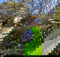 Conservation Volunteers Australia Townsville - Beach Scrub Conservation - Broome Tourism