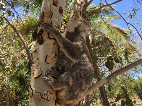 Conservation Volunteers Australia Townsville - Beach Scrub Conservation - Broome Tourism 1