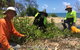 Conservation Volunteers Australia Townsville - Beach Scrub Conservation - thumb 2