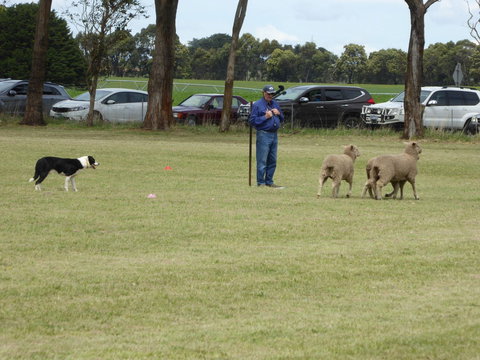 Dean Sheepdog Trials - Old Sniff Classic - Broome Tourism 0