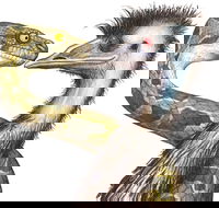 Edward The Emu - Broome Tourism