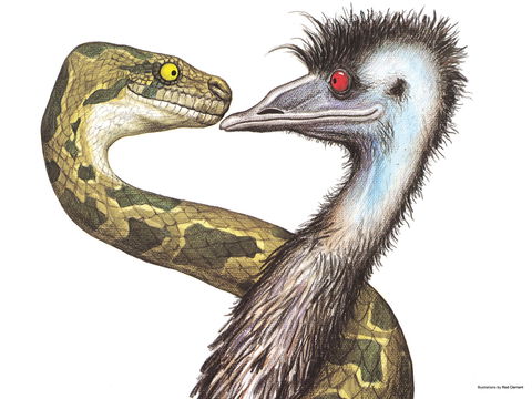 Edward The Emu - Broome Tourism 0