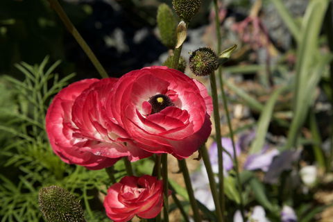 Garden Expo Benalla - Broome Tourism 0