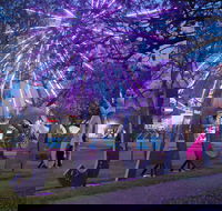 Grafton Jacaranda Festival - Broome Tourism