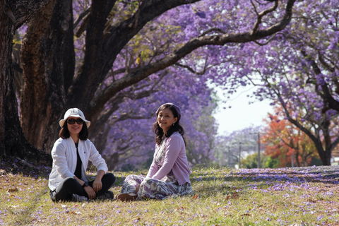 Grafton Jacaranda Festival - Broome Tourism 1