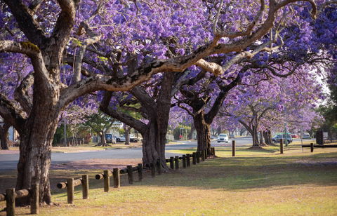 Grafton Jacaranda Festival - Broome Tourism 2