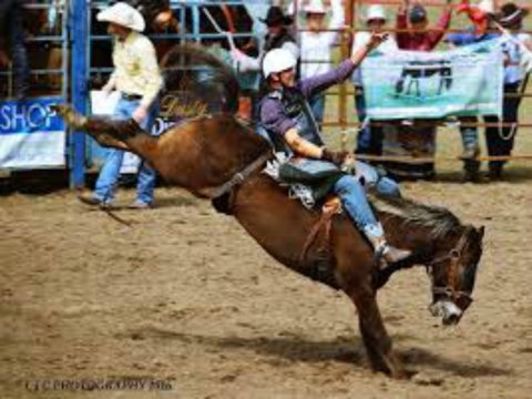 Gresford  Campdraft And Rodeo - Broome Tourism 2