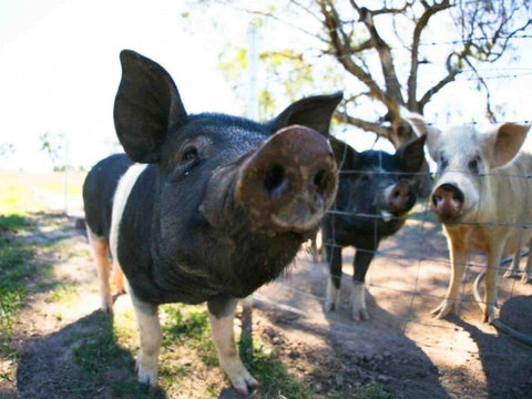 Mudgee Farm Walks - Broome Tourism 0