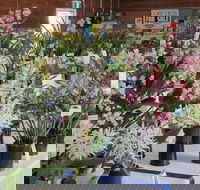 Sapphire Coast Orchid Club Spring Orchid Show - Broome Tourism