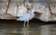 2020 Katherine Bird Festival - thumb 1