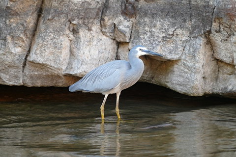 2020 Katherine Bird Festival - Broome Tourism 1