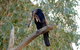 2020 Katherine Bird Festival - thumb 2