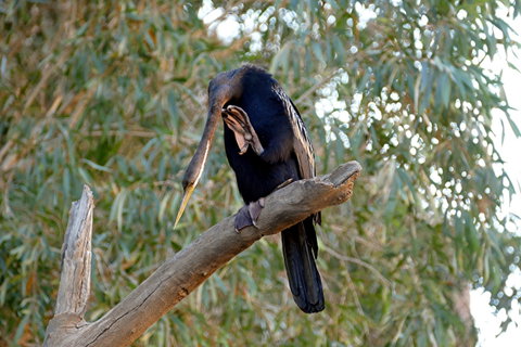 2020 Katherine Bird Festival - Broome Tourism 2
