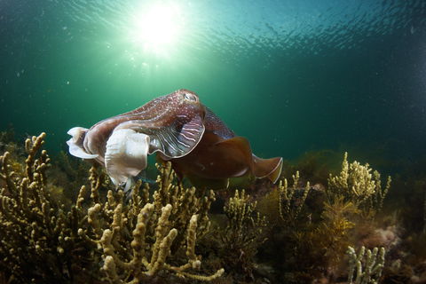 Cuttlefish Diving & Snorkeling EVERYDAY May -August - Broome Tourism 0