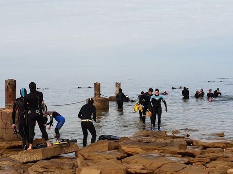 Cuttlefish Diving & Snorkeling EVERYDAY May -August - Broome Tourism 1