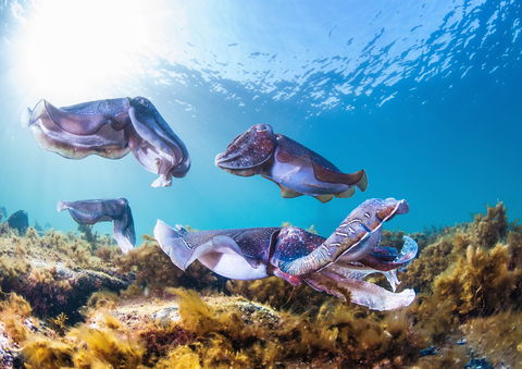Cuttlefish Diving & Snorkeling EVERYDAY May -August - Broome Tourism 2