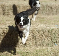 Great Nundle Dog Race - Broome Tourism