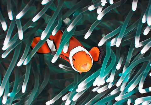 Great Barrier Reef Masters Games - Broome Tourism 1