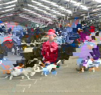 Hamilton Jack Russell Terrier and Hunting Dog Show - Broome Tourism