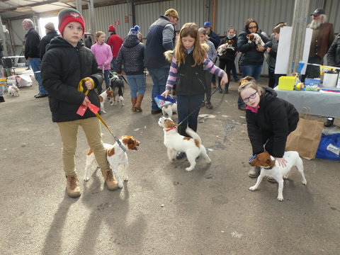 Hamilton Jack Russell Terrier And Hunting Dog Show - Broome Tourism 1