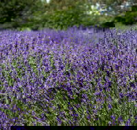 Lavender Herb and Chilli Festival - Broome Tourism