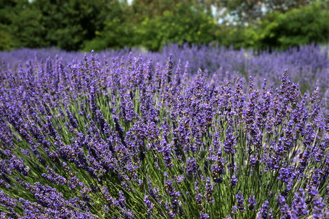 Lavender Herb And Chilli Festival - Broome Tourism 0