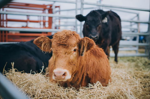 Mudgee Small Farm Field Days - Broome Tourism 2
