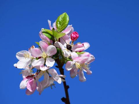 Spring Time At Hunter Valley Gardens - Broome Tourism 0