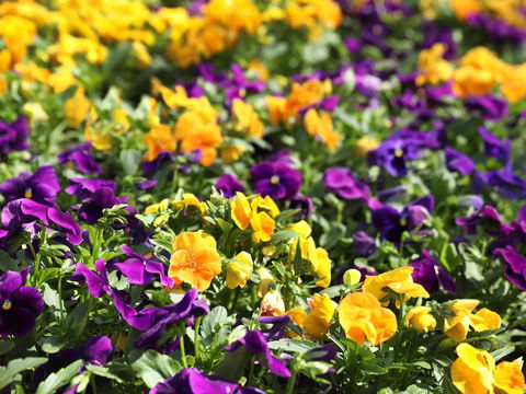 Spring Time At Hunter Valley Gardens - Broome Tourism 2