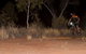 The Redback - thumb 1