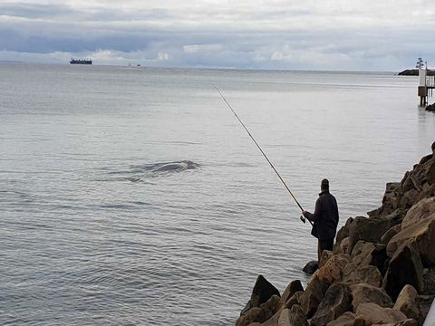 Whale Watching In Portland - Broome Tourism 0