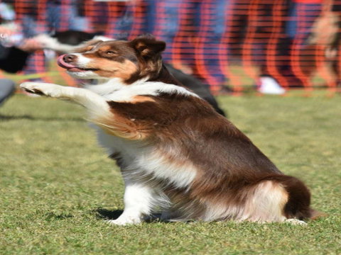 Dogs In The Park NSW Orange - Broome Tourism 0